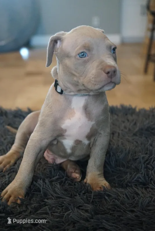 Grey collar  – American Bully puppy for sale in Oak Hills, CA