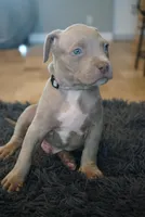 Grey collar , a male American Bully for sale in Oak Hills, CA – Photo 1 of 2