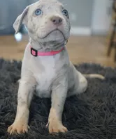 Pink collar , a female American Bully for sale in Oak Hills, CA – Photo 2 of 2