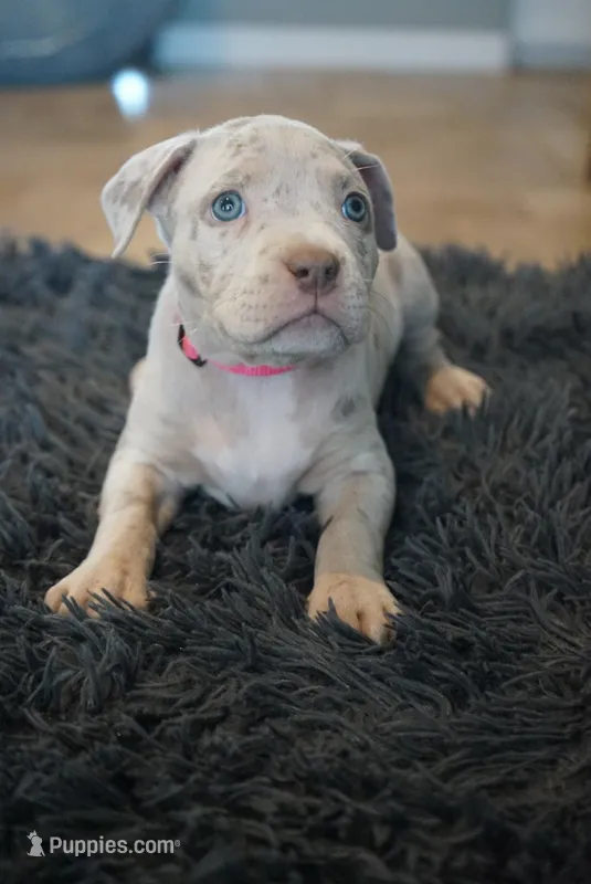 Pink collar  – American Bully puppy for sale in Oak Hills, CA
