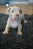 Pink collar , a female American Bully for sale in Oak Hills, CA – Photo 1 of 2