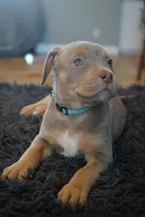 Sky blue collar , a female American Bully for sale in Oak Hills, CA – Photo 1 of 2