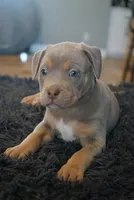 Sky blue collar , a female American Bully for sale in Oak Hills, CA – Photo 2 of 2