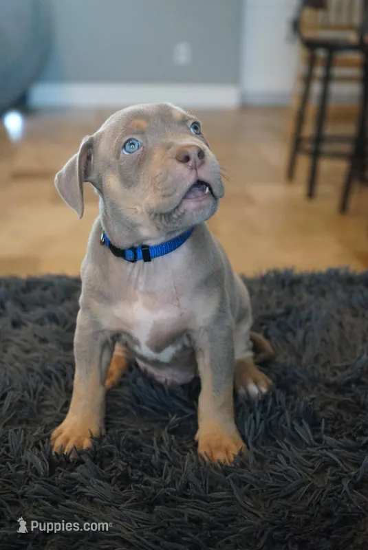 Blue collar  – American Bully puppy for sale in Oak Hills, CA
