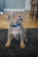 Blue collar , a male American Bully for sale in Oak Hills, CA – Photo 1 of 2