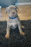 Blue collar , a male American Bully for sale in Oak Hills, CA – Photo 2 of 2