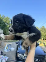 Bobbi, a female Australian Shepherd for sale in Adrian, MO – 2 of 3