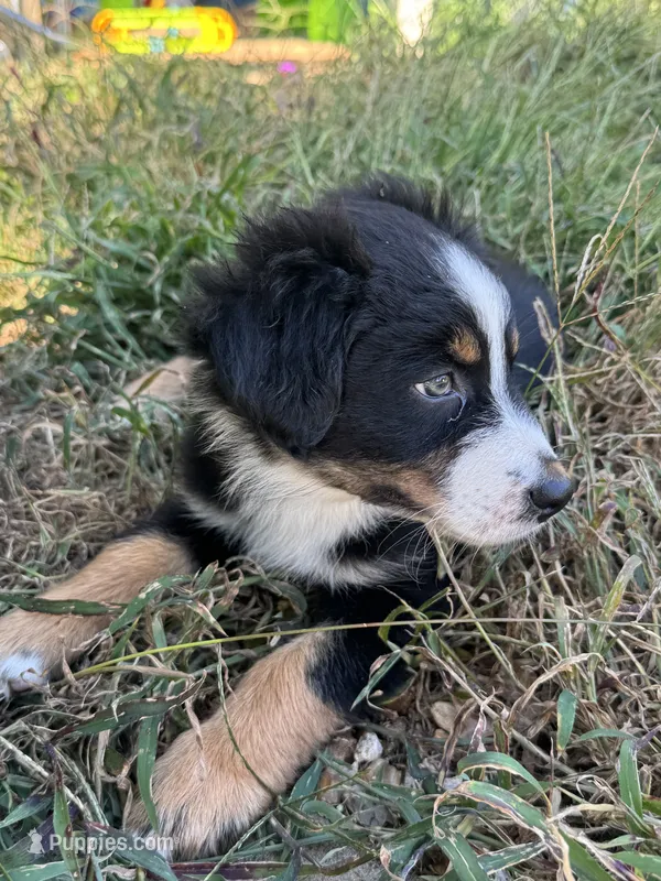 Garcia – Australian Shepherd puppy for sale in Adrian, MO