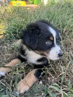 Garcia, a female Australian Shepherd for sale in Adrian, MO – 1 of 3