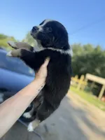 Brett, a male Australian Shepherd for sale in Adrian, MO – 3 of 3