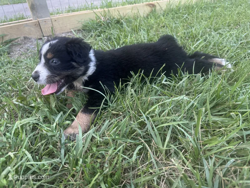 Garcia – Australian Shepherd puppy for sale in Adrian, MO