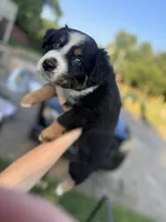 Garcia, a female Australian Shepherd for sale in Adrian, MO – 2 of 3
