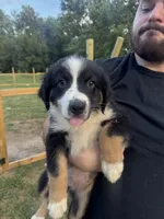 Brett, a male Australian Shepherd for sale in Adrian, MO – 3 of 3