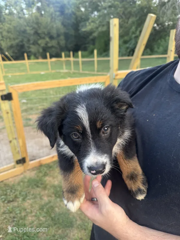 Bobbi – Australian Shepherd puppy for sale in Adrian, MO