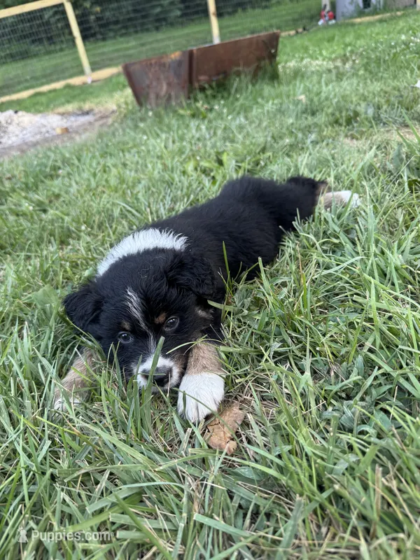Hosmer – Australian Shepherd puppy for sale in Adrian, MO