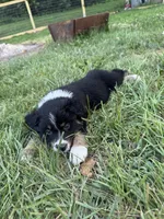Hosmer, a male Australian Shepherd for sale in Adrian, MO – 1 of 3