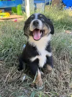 Garcia, a female Australian Shepherd for sale in Adrian, MO – 3 of 3