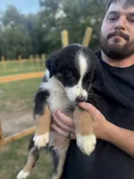 Brett, a male Australian Shepherd for sale in Adrian, MO – 2 of 3