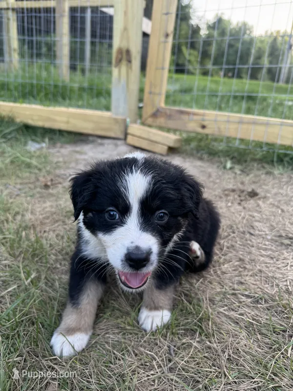 Brett – Australian Shepherd puppy for sale in Adrian, MO