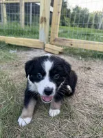 Brett, a male Australian Shepherd for sale in Adrian, MO – 1 of 3