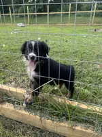 Bobbi, a female Australian Shepherd for sale in Adrian, MO – 2 of 3