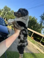 Alex , a female Australian Shepherd for sale in Adrian, MO – 3 of 4