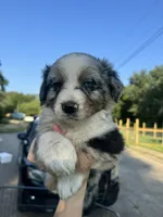 Alex , a female Australian Shepherd for sale in Adrian, MO – 2 of 4