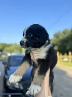 Brett, a male Australian Shepherd for sale in Adrian, MO – 2 of 3