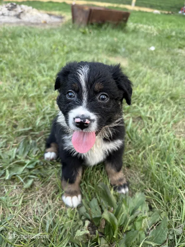 Bobbi – Australian Shepherd puppy for sale in Adrian, MO