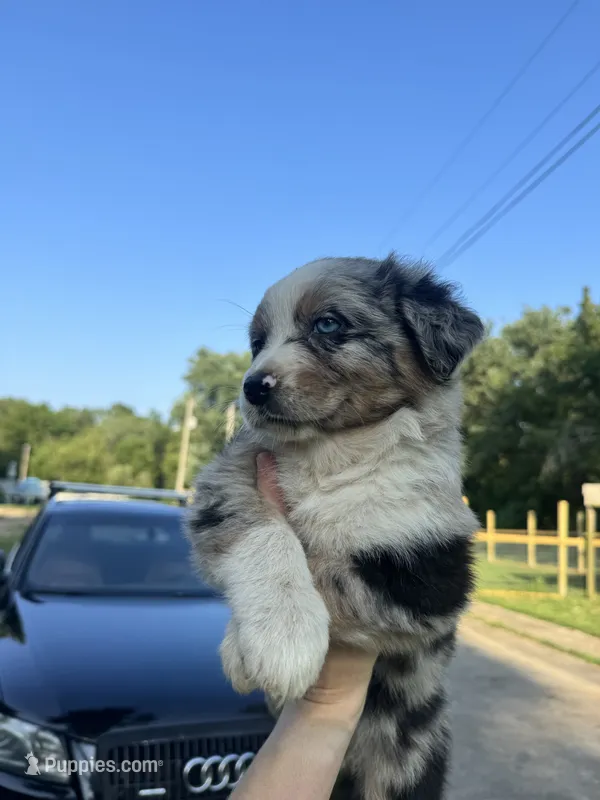 Alex  – Australian Shepherd puppy for sale in Adrian, MO