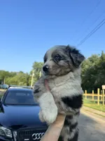 Alex , a female Australian Shepherd for sale in Adrian, MO – 1 of 4