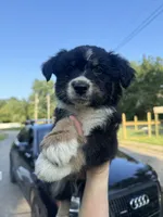 Hosmer, a male Australian Shepherd for sale in Adrian, MO – 2 of 3