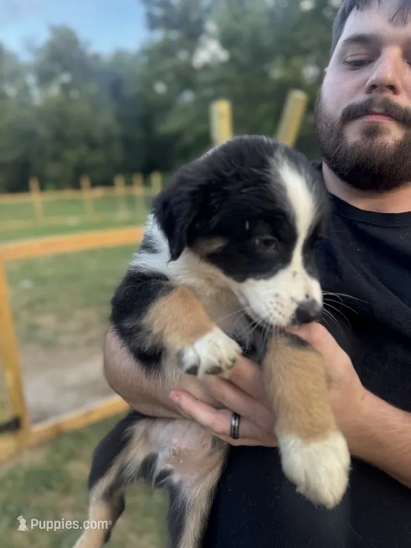Brett – Australian Shepherd puppy for sale in Adrian, MO