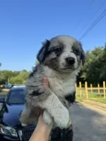 Alex , a female Australian Shepherd for sale in Adrian, MO – 4 of 4