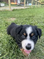 Garcia, a female Australian Shepherd for sale in Adrian, MO – 3 of 3