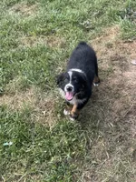 Bobbi, a female Australian Shepherd for sale in Adrian, MO – 3 of 3