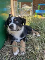 Garcia, a female Australian Shepherd for sale in Adrian, MO – 2 of 3