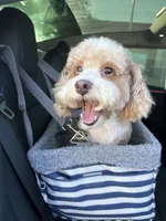 Sevin, a male Poodle - Toy  for sale in Forney, TX – 7 of 8