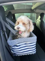 Sevin, a male Poodle - Toy  for sale in Forney, TX – 8 of 8