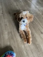 Sevin, a male Poodle - Toy  for sale in Forney, TX – 2 of 8