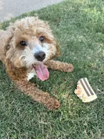 Sevin, a male Poodle - Toy  for sale in Forney, TX – 4 of 8