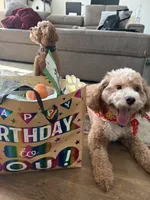 Sevin, a male Poodle - Toy  for sale in Forney, TX – 6 of 8