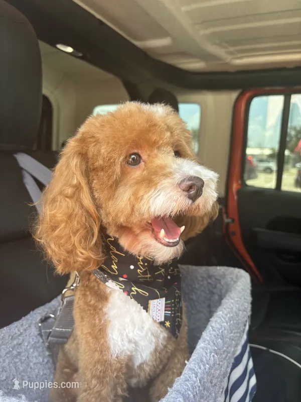 Sevin – Poodle - Toy  puppy for sale in Forney, TX