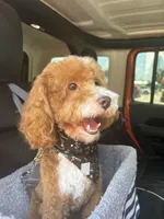 Sevin, a male Poodle - Toy  for sale in Forney, TX – 1 of 8