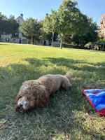 Sevin, a male Poodle - Toy  for sale in Forney, TX – 5 of 8