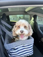 Sevin, a male Poodle - Toy  for sale in Forney, TX – 3 of 8