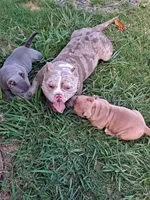 Roxy, a female American Bully for sale in Oceanside, CA – 2 of 3