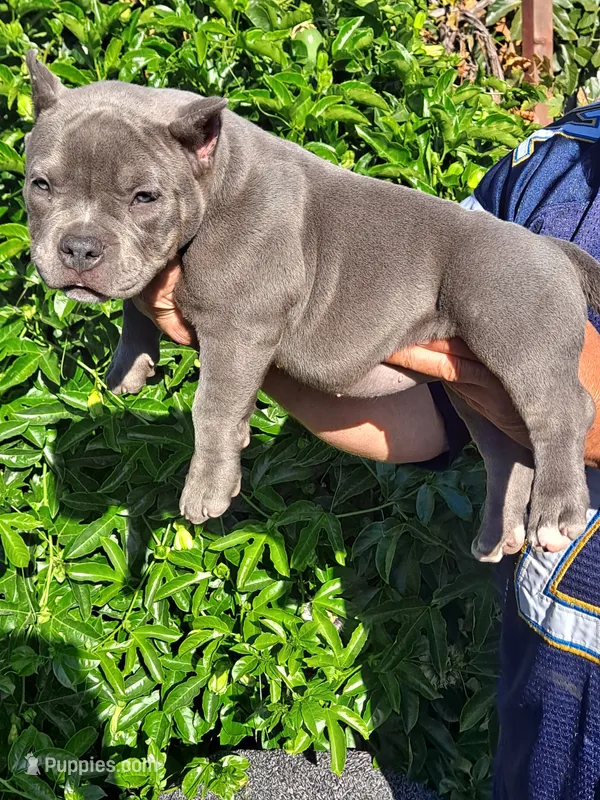 Roxy – American Bully puppy for sale in Oceanside, CA