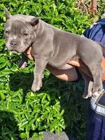 Roxy, a female American Bully for sale in Oceanside, CA – 1 of 3