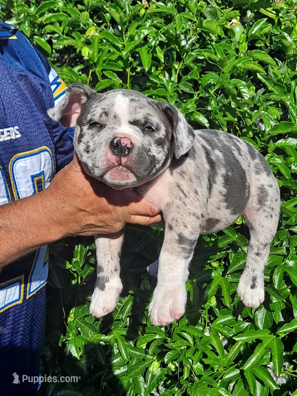 Stella  – American Bully puppy for sale in Oceanside, CA